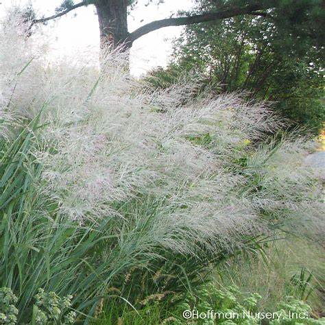 panicum - Pistoia Verde