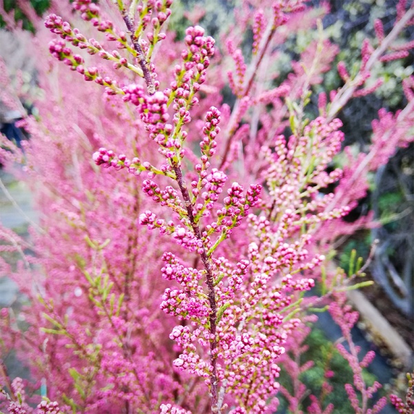 parviflora (syn. tetrandra var. purpurea) - Pistoia Verde