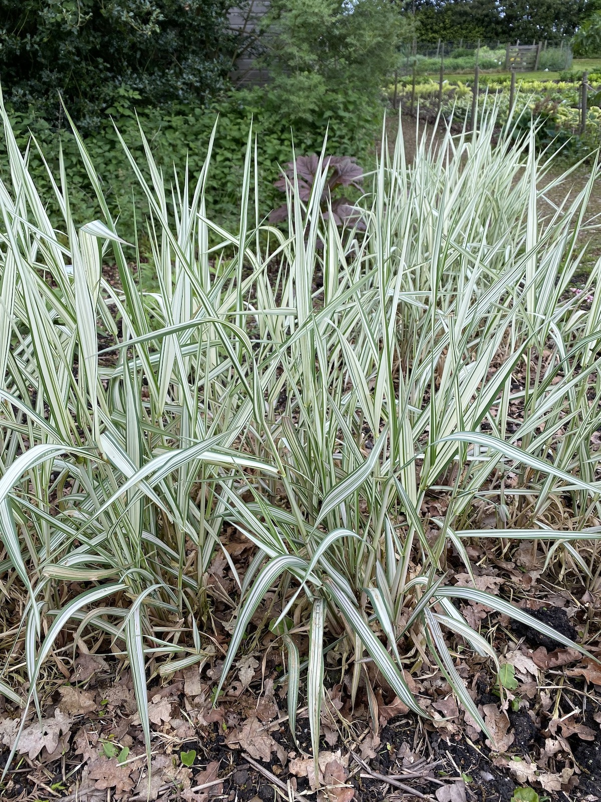 phalaris-arundinacea-var-picta-feesey-22-5-21_e75e7c6a6c - Pistoia Verde
