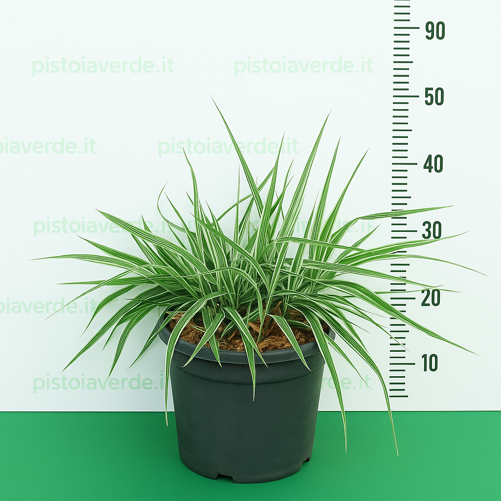phalaris - Pistoia Verde