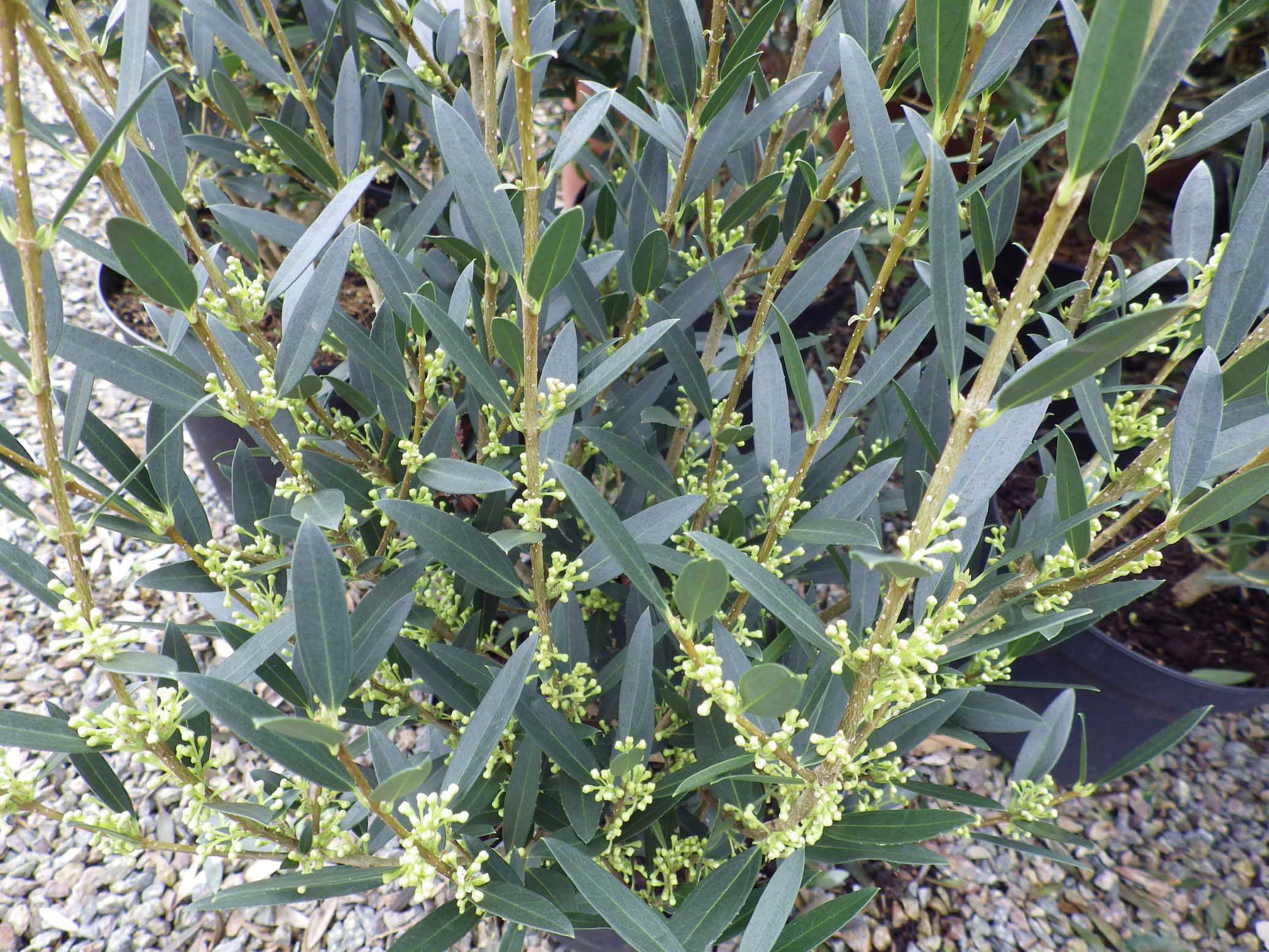 phillyrea-angustifolia - Pistoia Verde