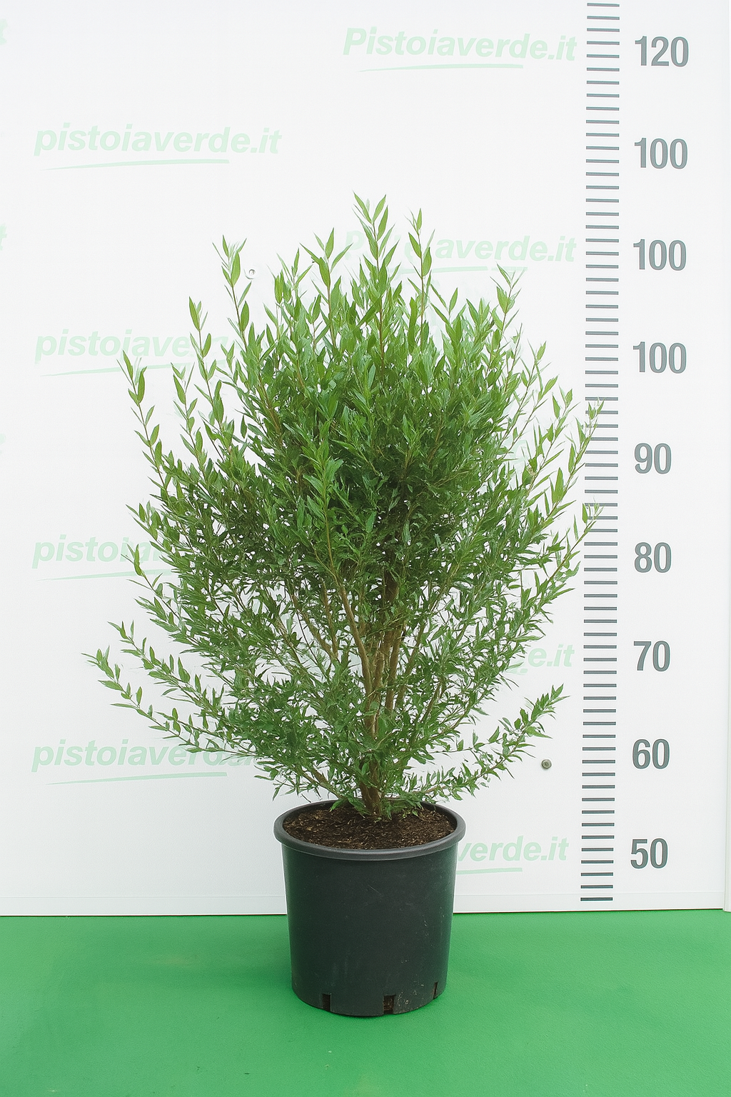 phyllirea 3 - Pistoia Verde