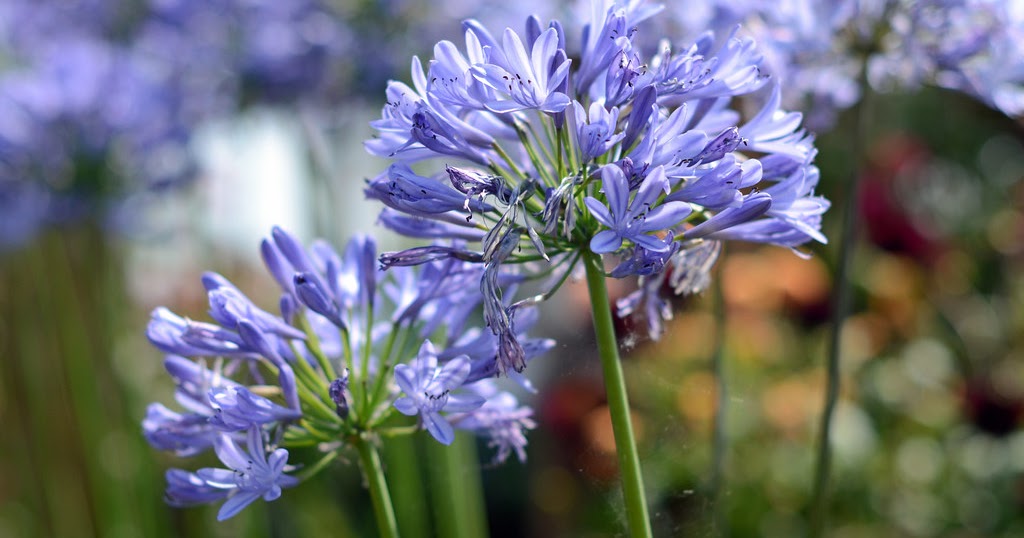 praecox Blue Storm - Pistoia Verde