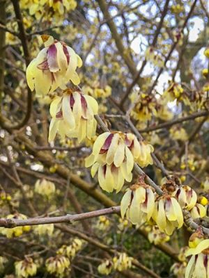 praecox Grandiflorus (Chimonanthus praecox Grandiflorus - Pistoia Verde