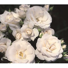 Aspirin® -Rose