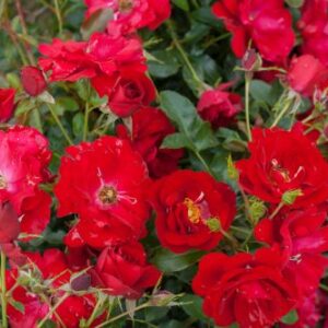Austriana®