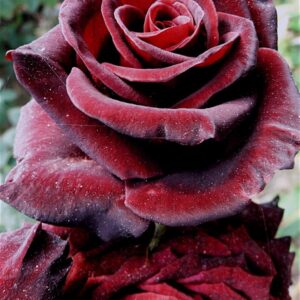 Black Lady