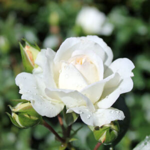 Blanc Meillandecor® (White Meidiland®)