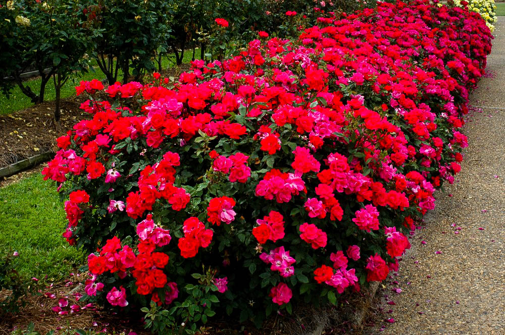 Double Knock Out® - Pistoia Verde Double Knock Out®