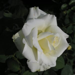Galassia
