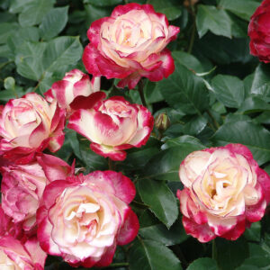Jubilé Du Prince De Monaco® - Pistoia Verde Jubilé Du Prince De Monaco®