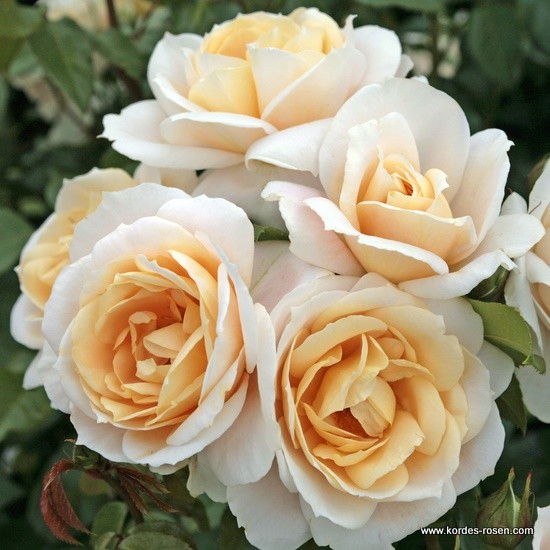 Lions-Rose® - Pistoia Verde Lions-Rose®