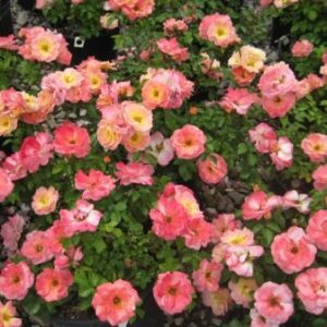 Peach drift®