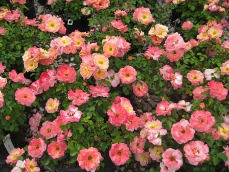 Peach drift® - Pistoia Verde Peach drift®