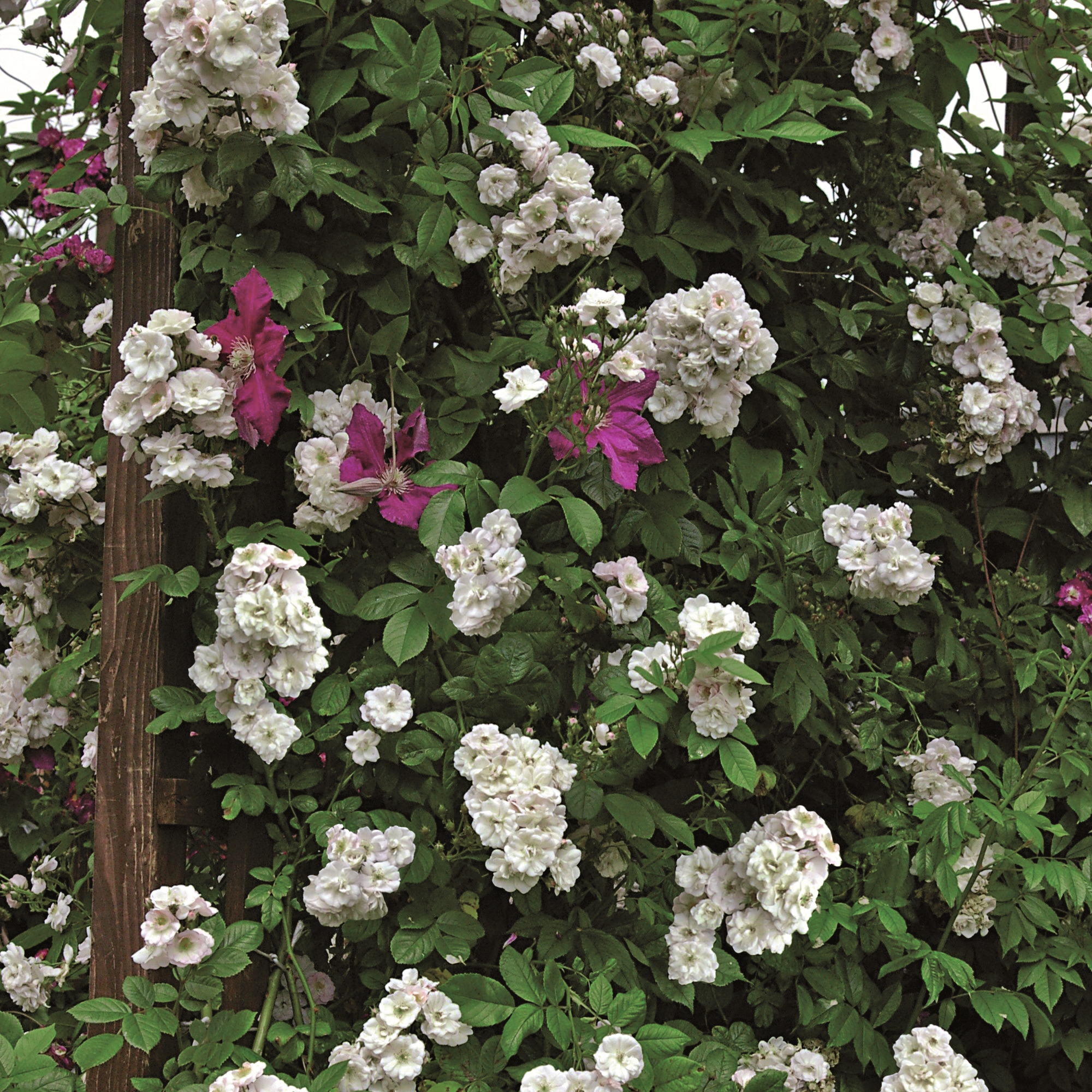 Perennial Blush - Pistoia Verde Perennial Blush