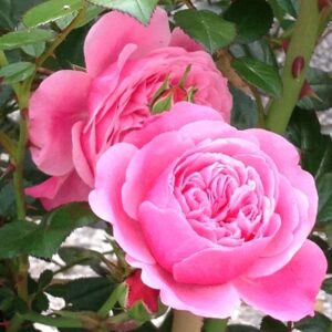 Starlet®-Rose Eva® - Pistoia Verde Starlet®-Rose Eva®