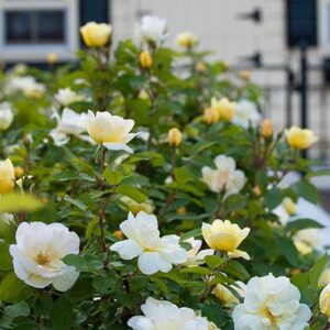 Sunny Knock Out® - Pistoia Verde Sunny Knock Out®