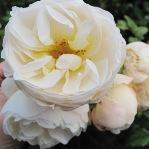 Uetersener Klosterrose®