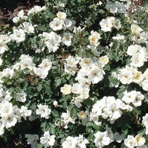 WHITE KNOCKOUT®
