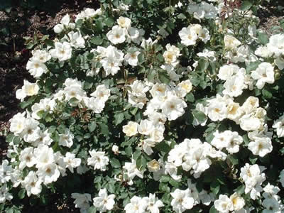 WHITE KNOCKOUT® - Pistoia Verde WHITE KNOCKOUT®