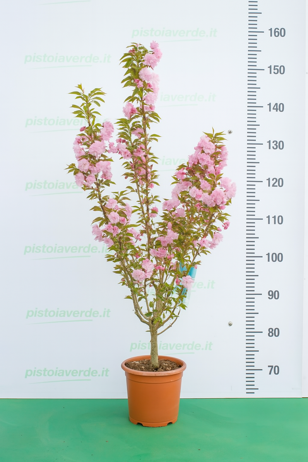 prunus-kiku - Pistoia Verde