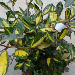 pungens Maculata - Pistoia Verde