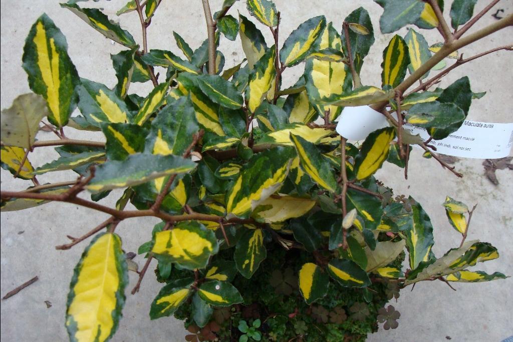 pungens Maculata - Pistoia Verde