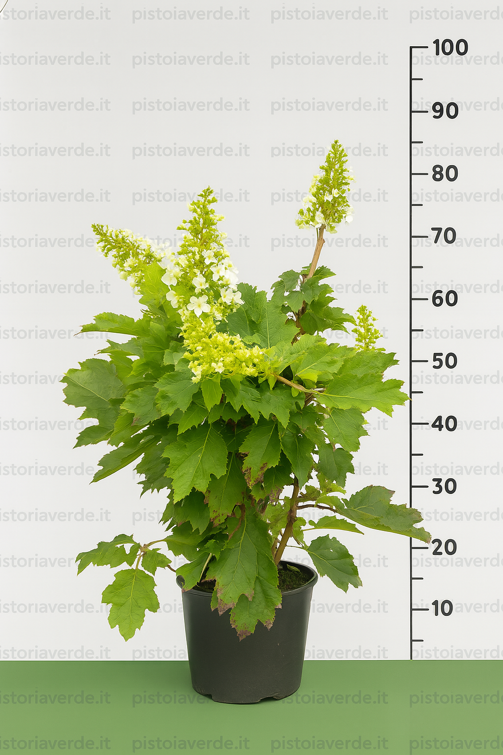 quercifolia select - Pistoia Verde