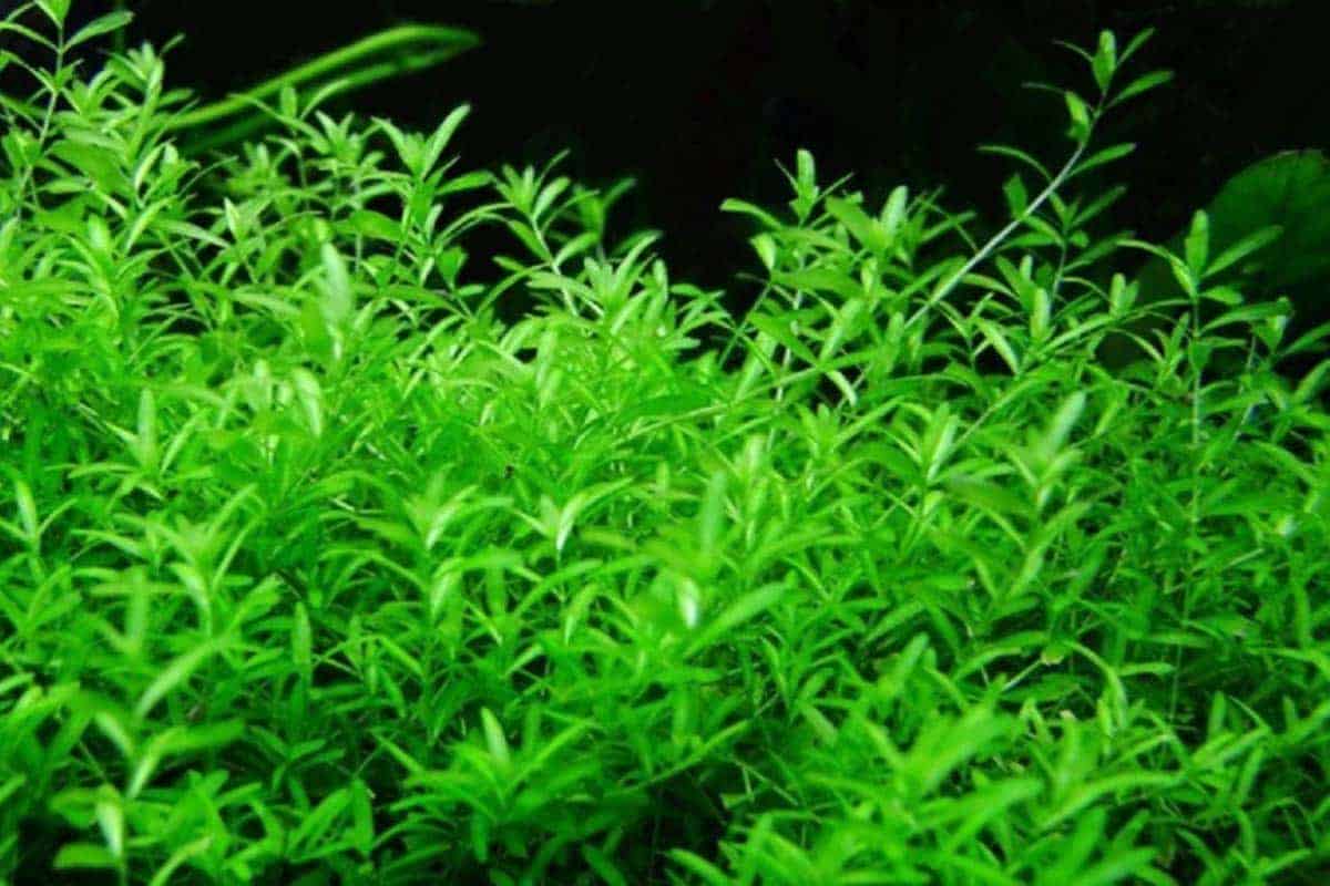 racemosa Blushing Pearl ® 'Huibl' - Pistoia Verde