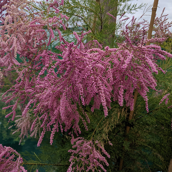 ramosissima Pink Cascade + f.2 - Pistoia Verde