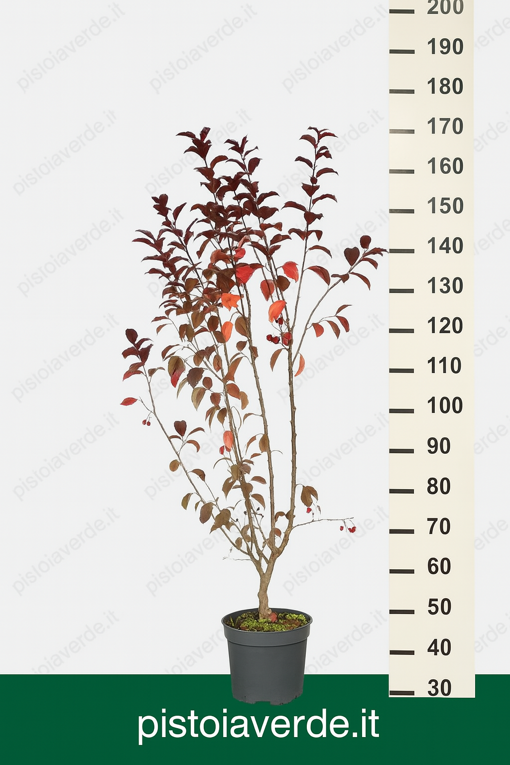 raspberry - Pistoia Verde