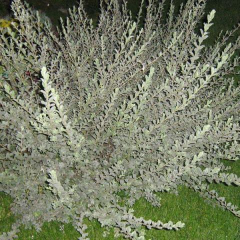 repens nitida (var. Argentea) - Pistoia Verde