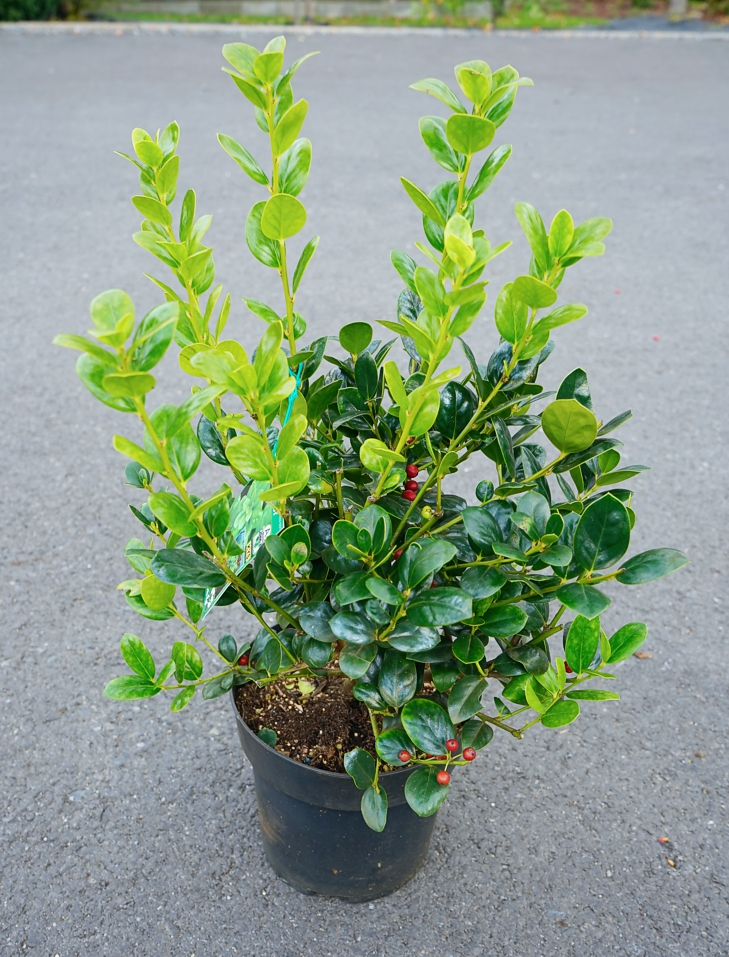 rotunda Red Dot ® 'Minzong' - Pistoia Verde