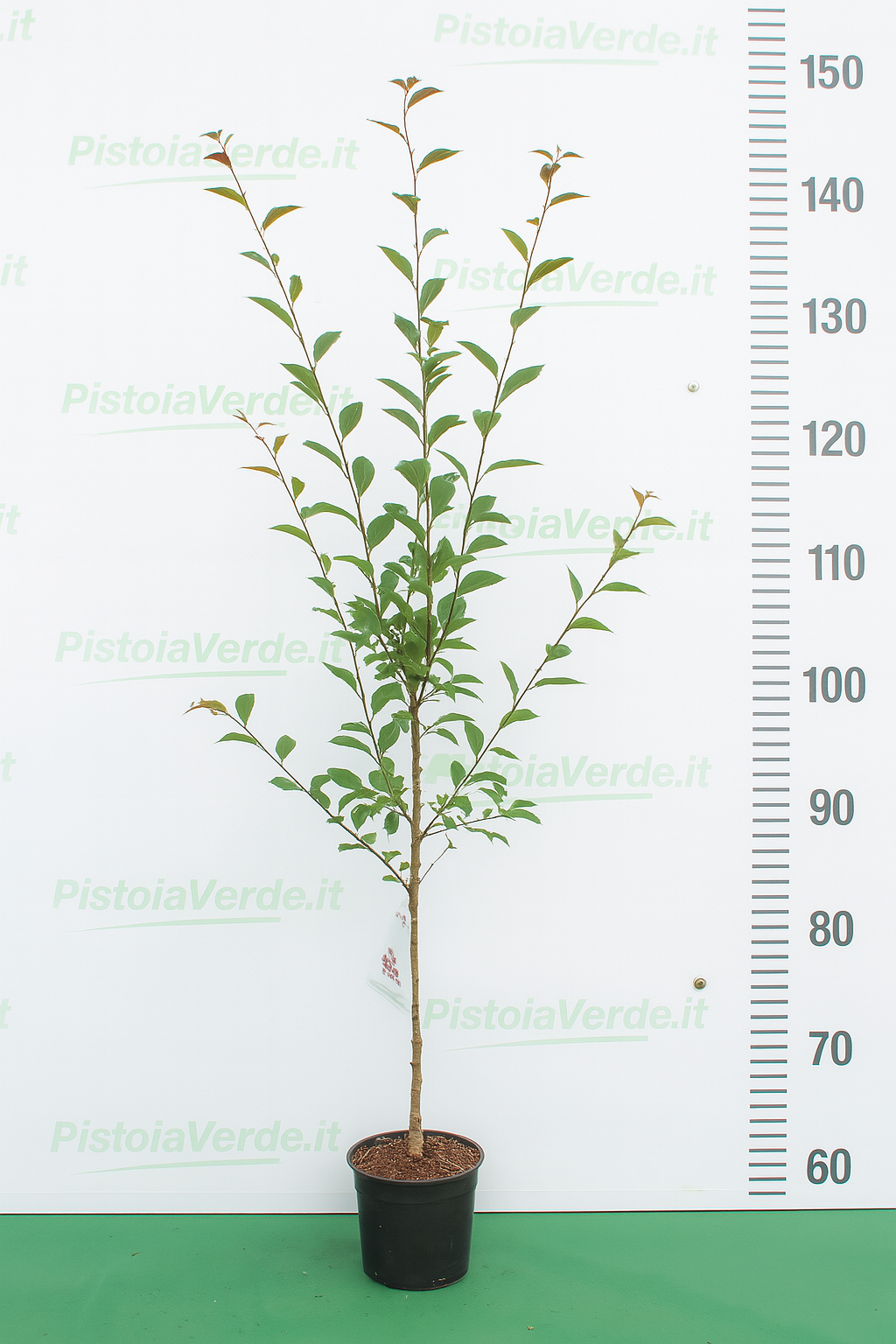 ruby-prunus - Pistoia Verde