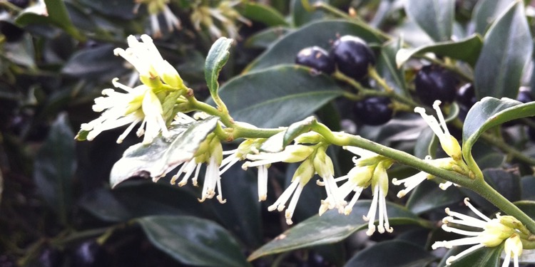 ruscifolia + f. - Pistoia Verde