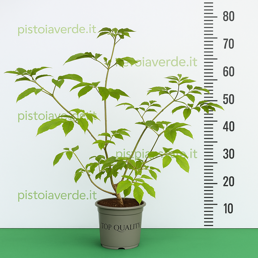 samcus-nigra - Pistoia Verde