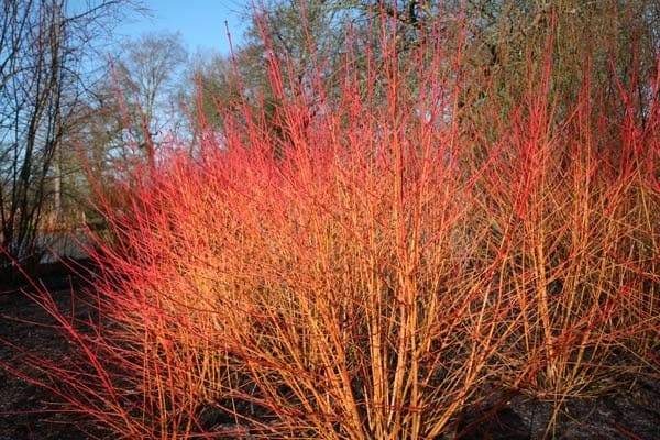sanguinea Midwinter Fire + f. - Pistoia Verde