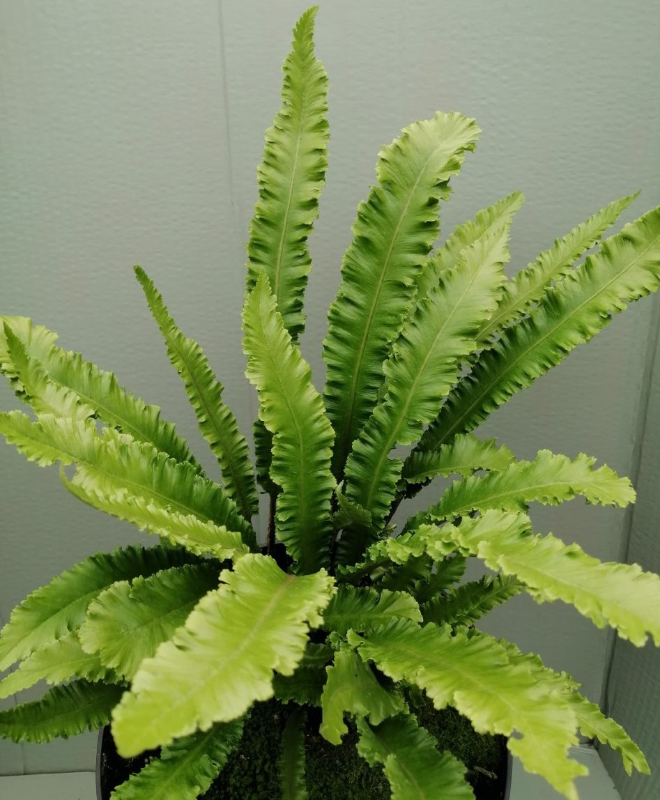 scolopendrium - Pistoia Verde