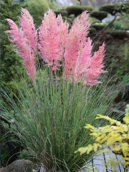 selloana-Scarlet-Wonder-® - Pistoia Verde
