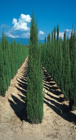 sempervirens Stricta Carò - Pistoia Verde