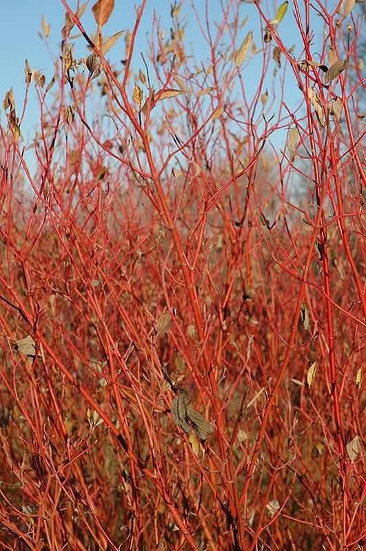 sericea Cardinal - Pistoia Verde
