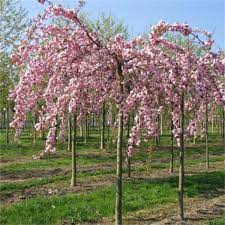 serrulata Kiku shidare-zakura - Pistoia Verde