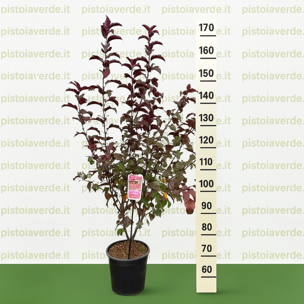 siber - Pistoia Verde
