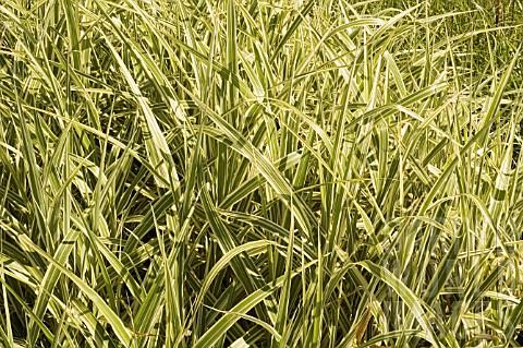 sinensis Etincelle + f. - Pistoia Verde