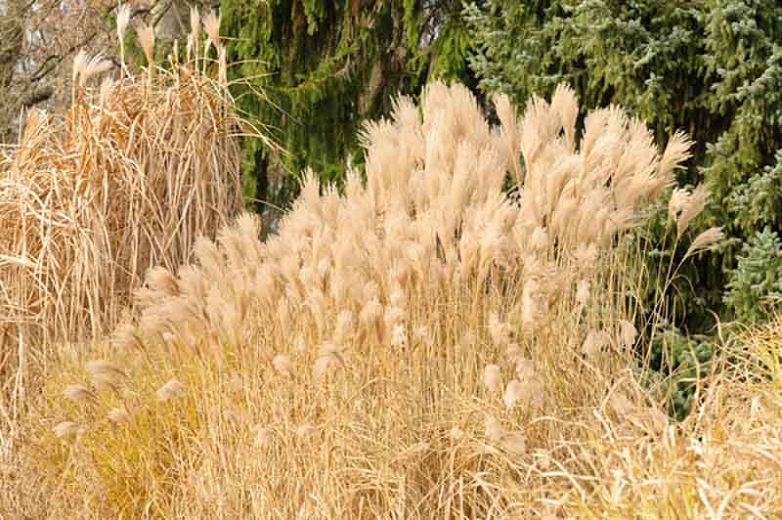 sinensis Silberfeder + f. - Pistoia Verde