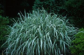 sinensis var. condensatum Cabaret - Pistoia Verde