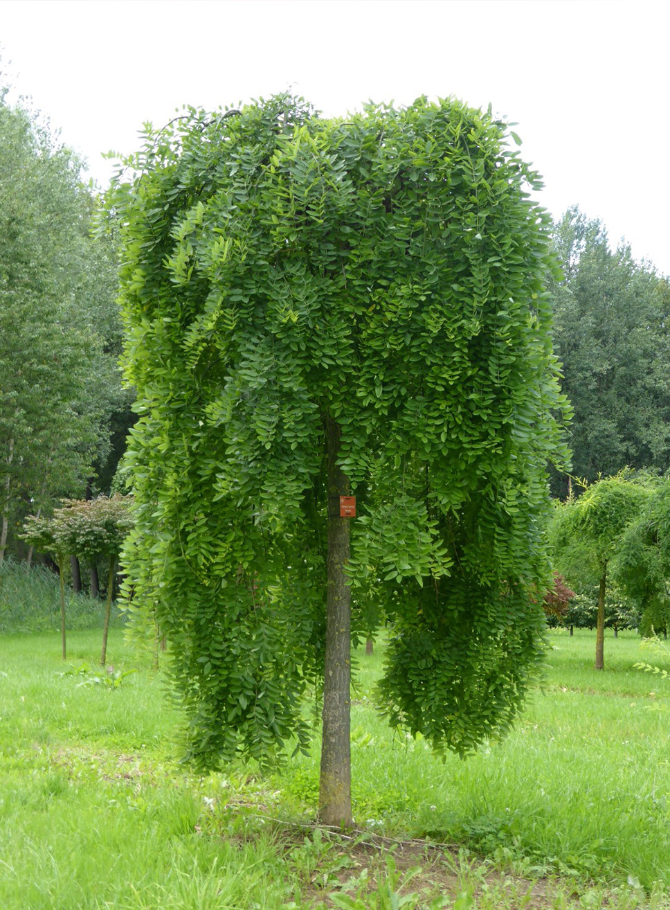sophora-japonica-pendula-zambelli-vivai - Pistoia Verde