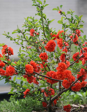 speciosa Mango Storm ® Mincha01 + f. - Pistoia Verde