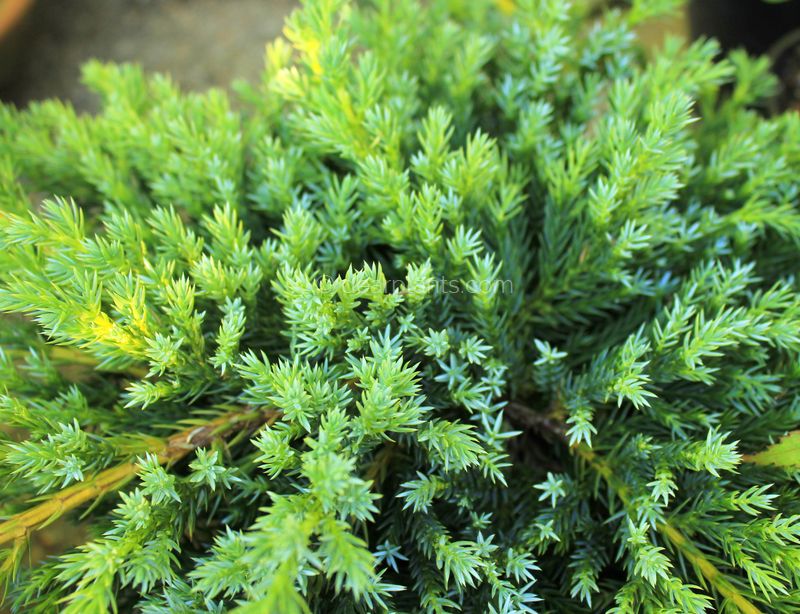squamata Blue Carpet - Pistoia Verde
