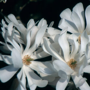 stellata Watherlily - Pistoia Verde